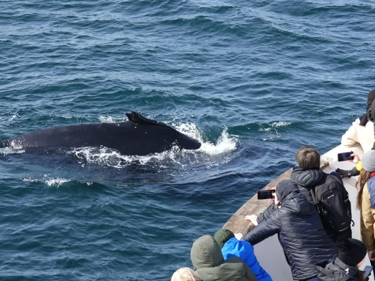 Iceland-Discover-humpback-whale-tail-fluke-whale-watching-tour-yacht 4