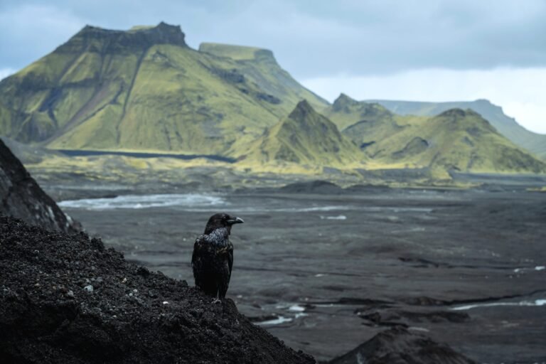 Vik to Katla Ice Cave Adventure 6