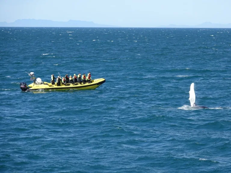Whale Watching from Downtown Reykjavik by RIB Speedboat 2