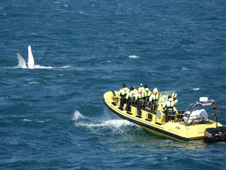 Whale Watching from Downtown Reykjavik by RIB Speedboat 3