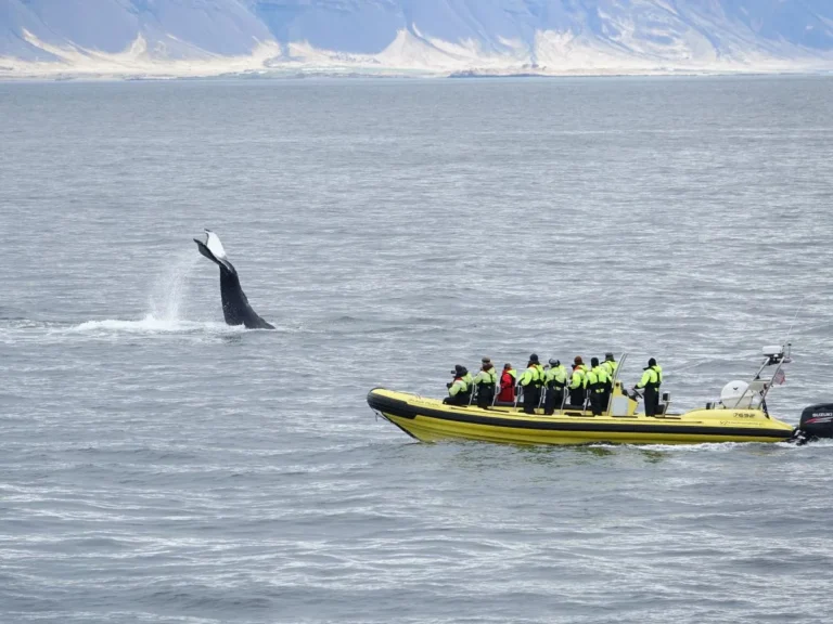 Whale Watching from Downtown Reykjavik by RIB Speedboat 4