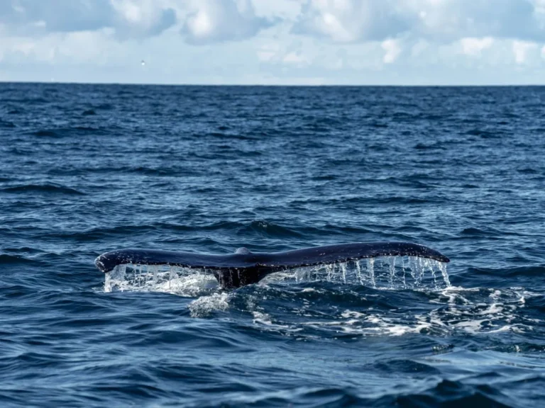 Whale Watching from Downtown Reykjavik by RIB Speedboat 5