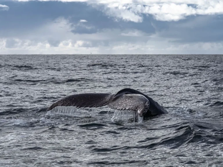 Whale Watching from Downtown Reykjavik by RIB Speedboat 6