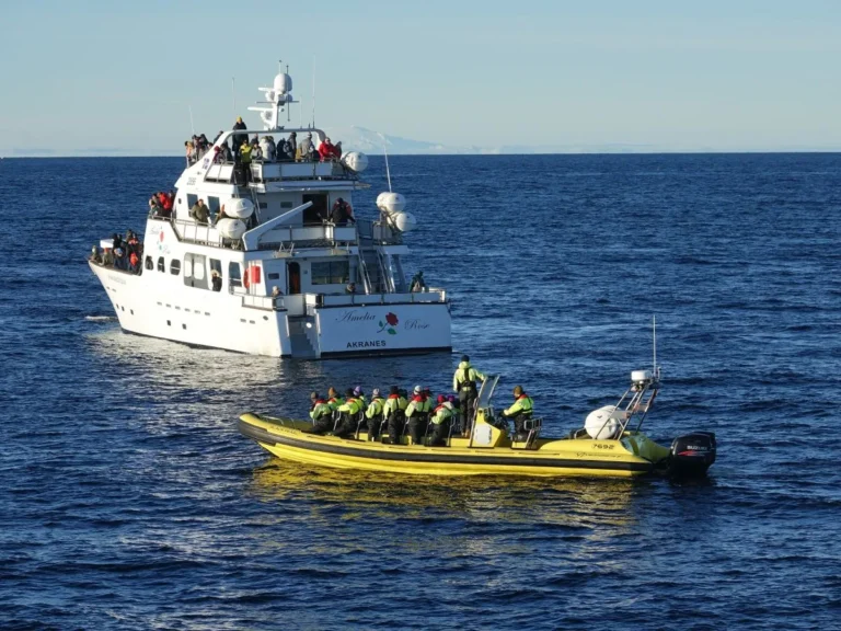 Whale Watching from Downtown Reykjavik by RIB Speedboat