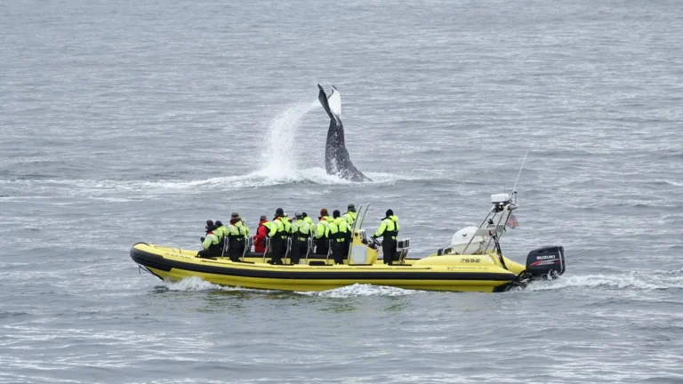 Whale Watching from Downtown Reykjavik by RIB Speedboat 8