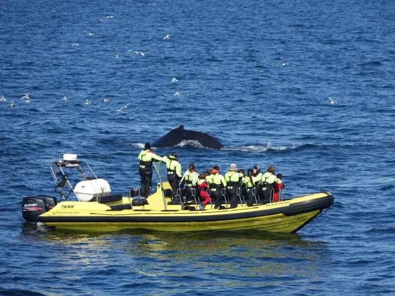 Whale Watching from Downtown Reykjavik by RIB Speedboat 9