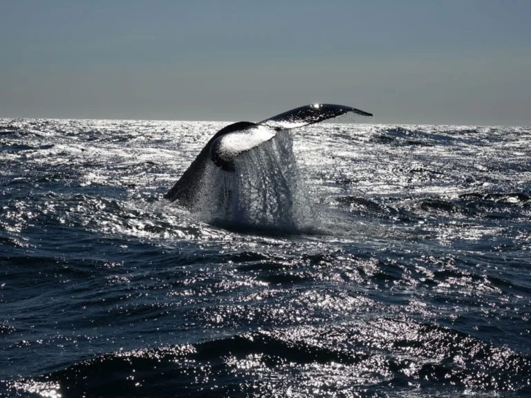 whale-2