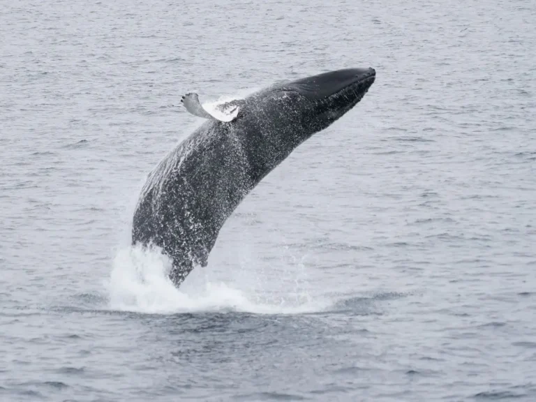 whale-jumping-1