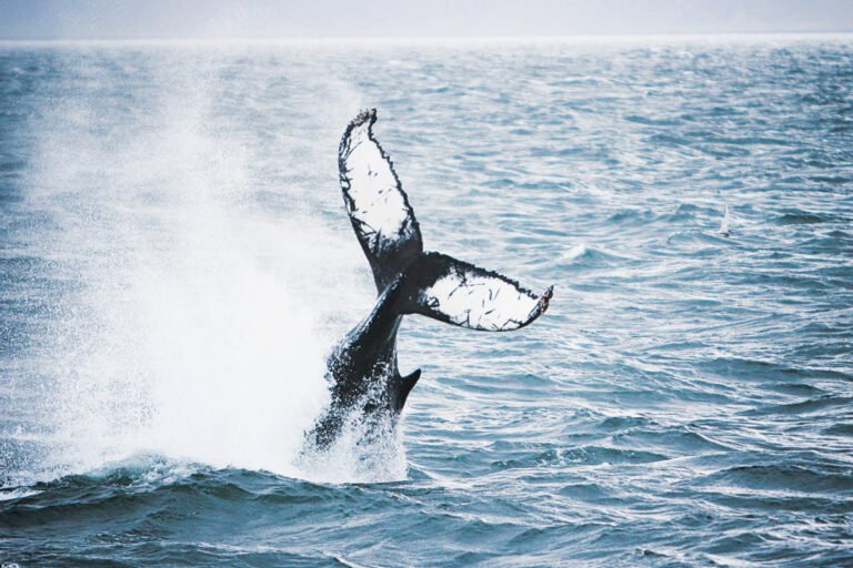 Big-Whales-Puffins-RIB-boat-Husavik-04