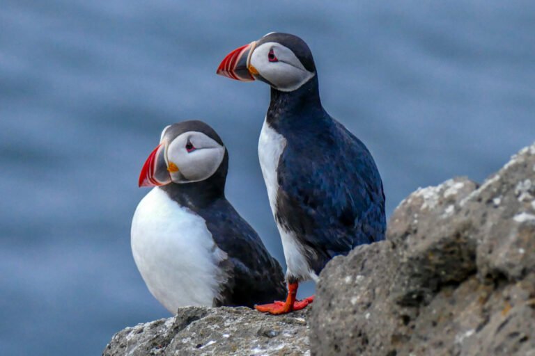 Big-Whales-Puffins-RIB-boat-Husavik-05