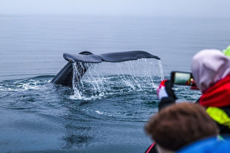 Big-Whales-Puffins-RIB-boat-Husavik-08
