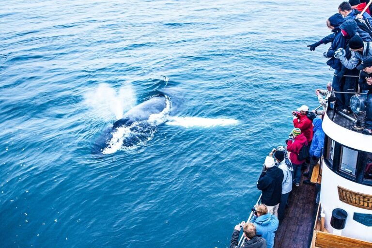 Whale Watching Eyjafjordur02