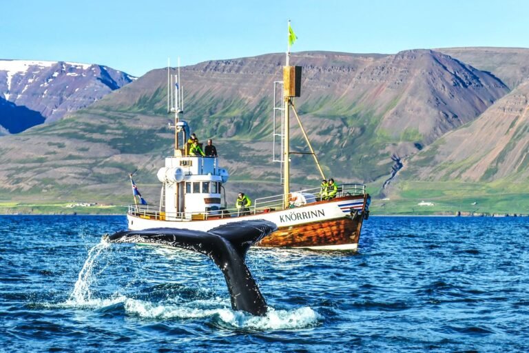 Whale Watching Eyjafjordur03