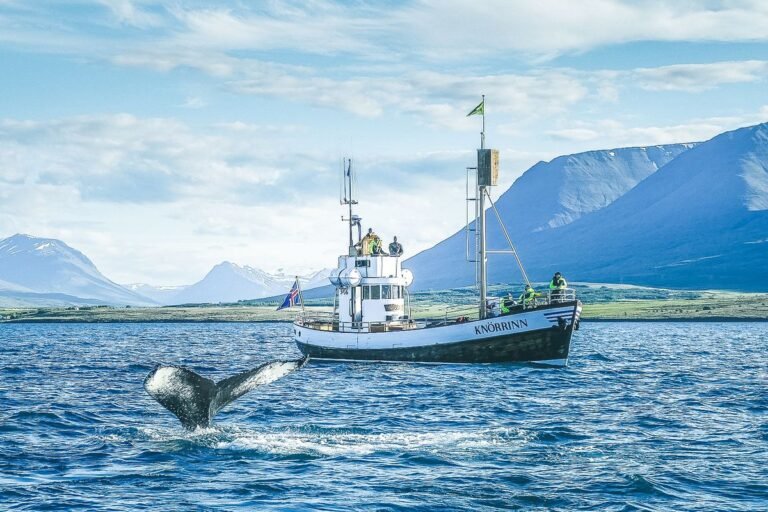 Whale Watching Eyjafjordur04