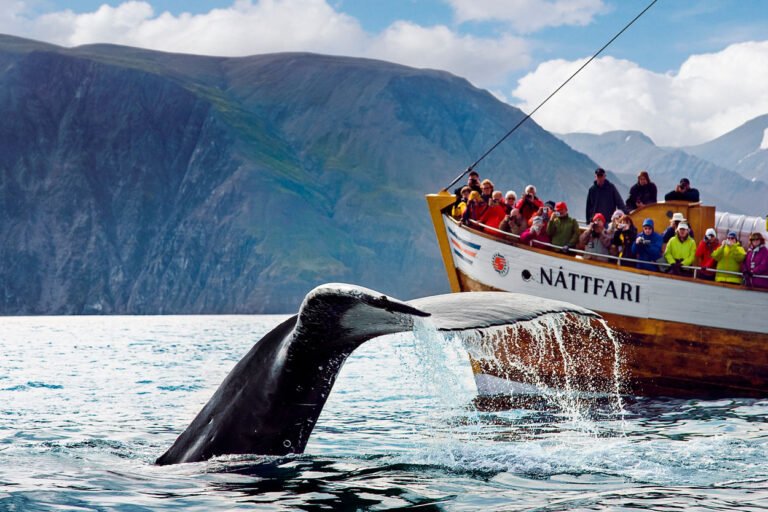 original-husavik-whale-watching-01