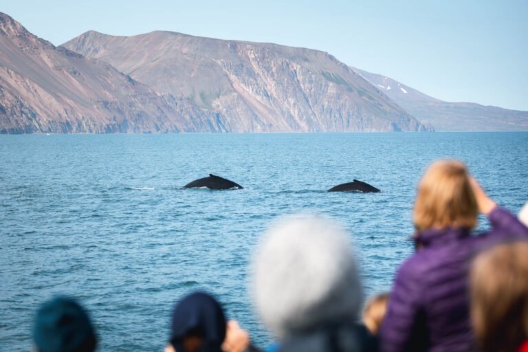original-husavik-whale-watching-03