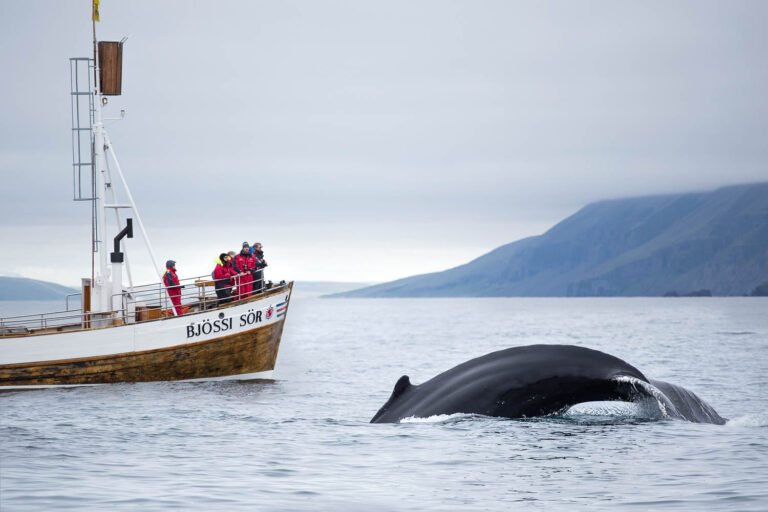 original-husavik-whale-watching-04