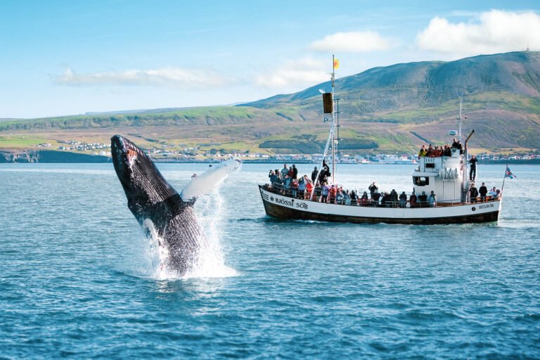 original-husavik-whale-watching-05