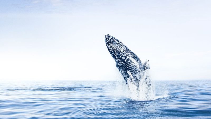 Whale Watching Eyjafjordur05