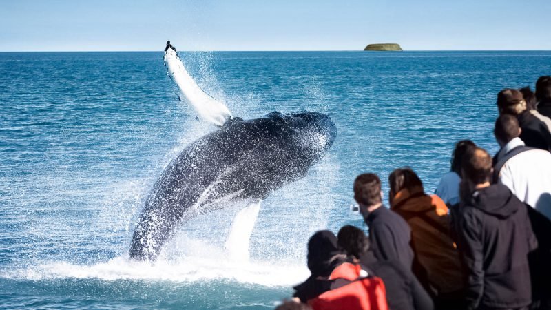 original-husavik-whale-watching-02